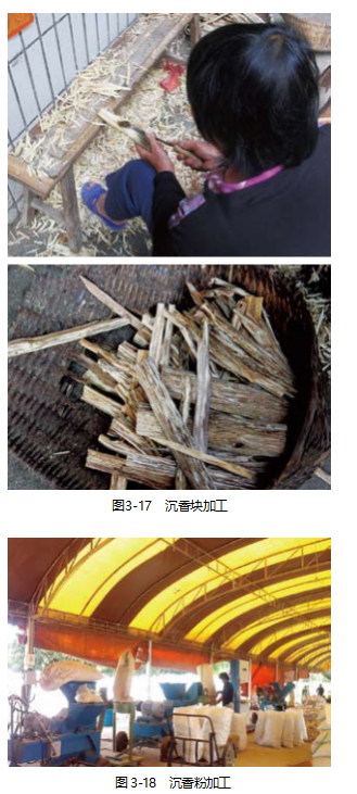 【连载】2024中国沉香产业发展报告第三章第三节 | 沉香的采收和加工（5）