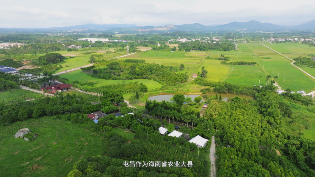 【万千气象看海南·基层瞭望在屯昌】筑梦“税”游记