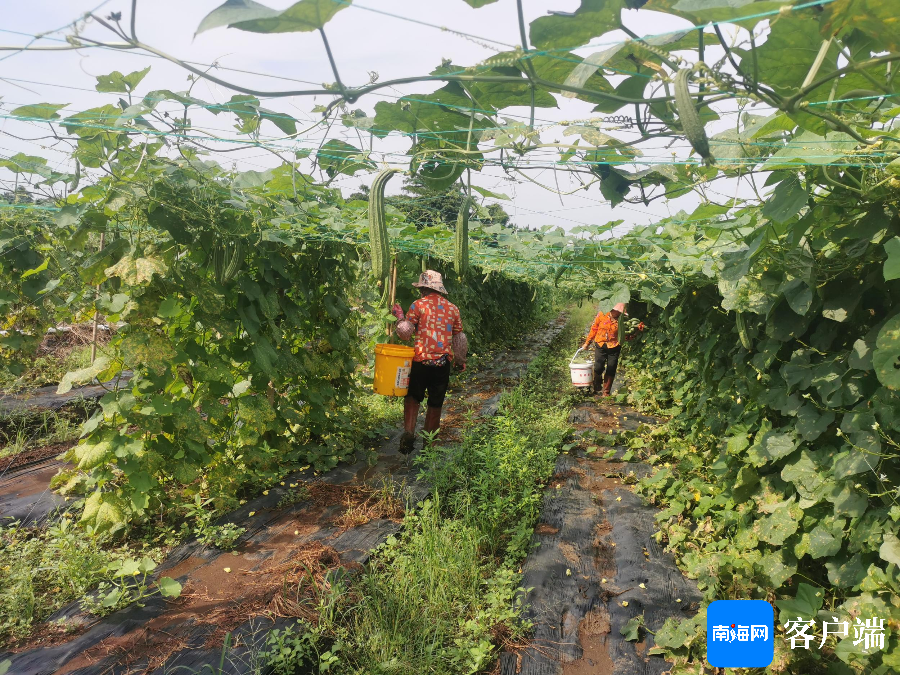 储备蔬菜逾4500吨！海口市菜篮子集团积极应对台风“摩羯”