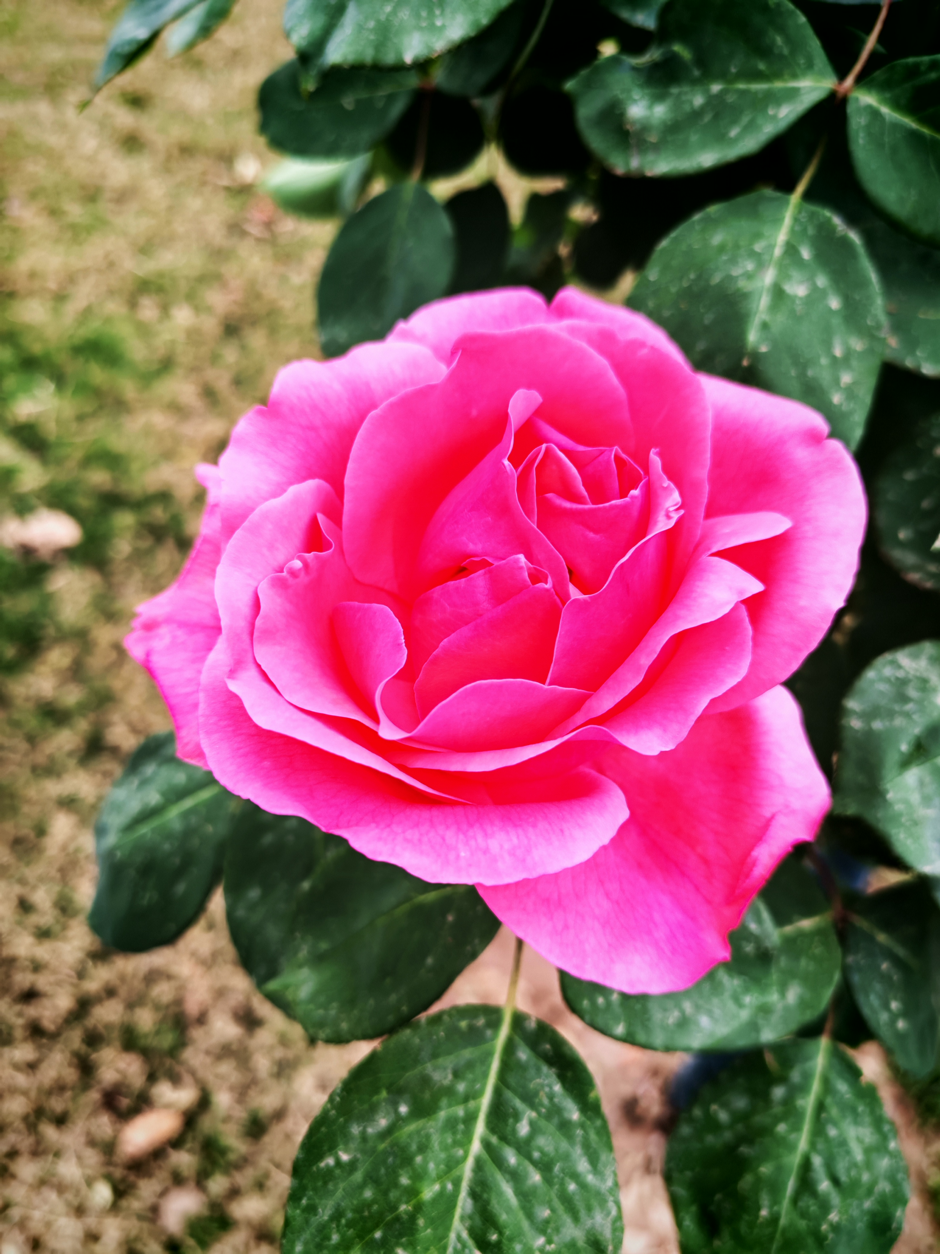 粉红色的月季花【摄影周春辉】