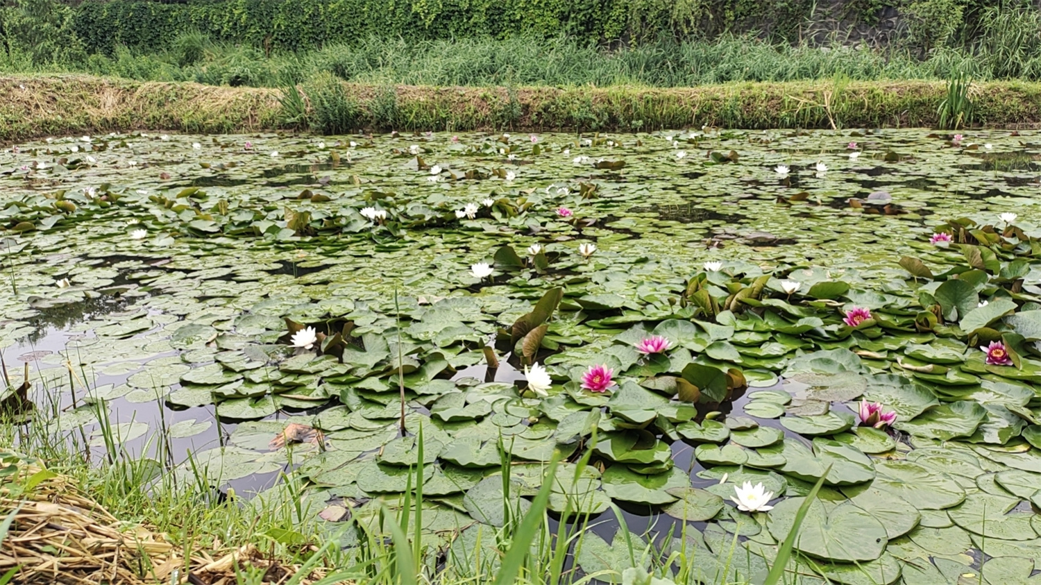 铜川王家河的荷花【摄影王建平】