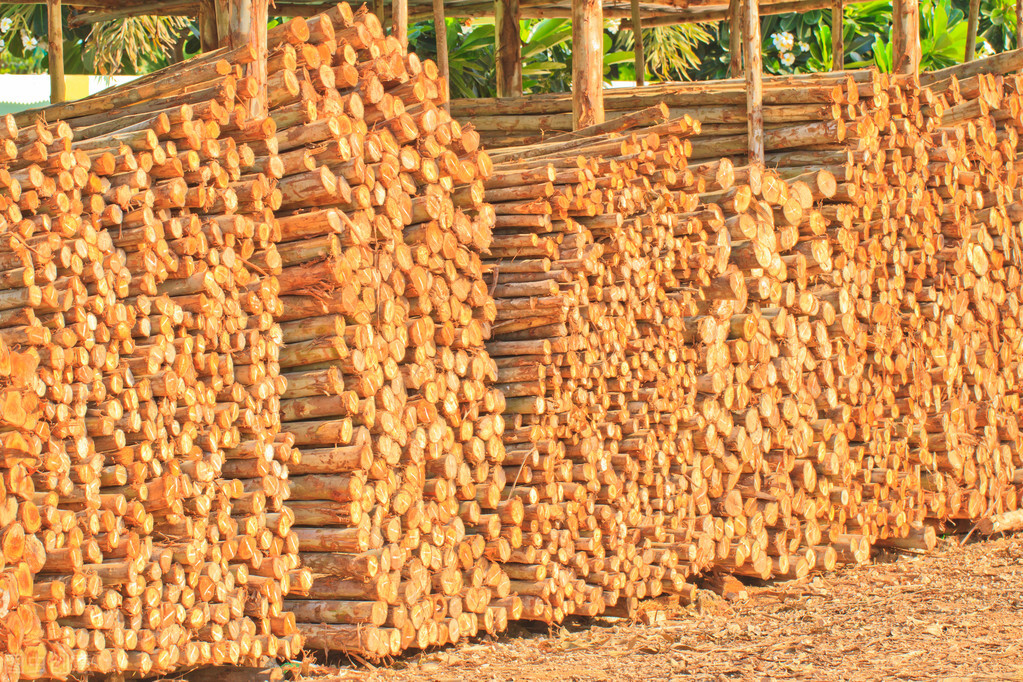 桉树被叫做“亡国树、断子绝孙树”,为什么国人边骂边种?