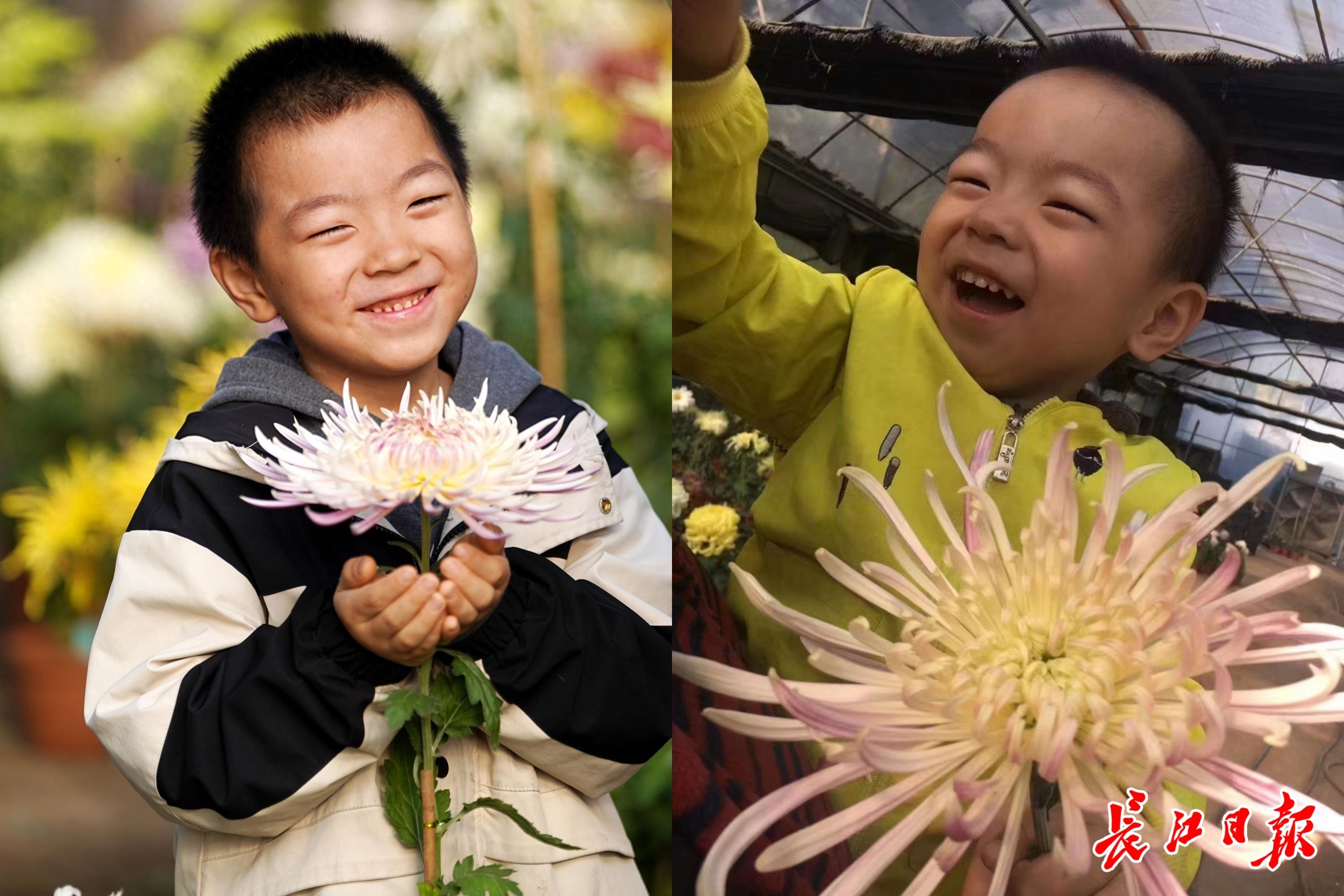 连续5年同框！武汉7岁男孩与金奖菊花同名