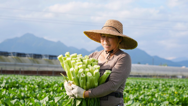 新农人喜悦地抱着连州菜心。 新农人喜悦地抱着连州菜心。