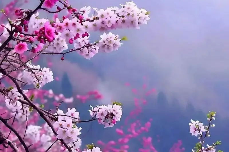 名家美文‖黄秀生：人间最美四月天