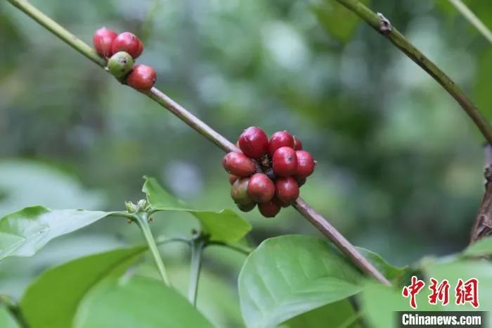 科研力量加持，一颗咖啡豆的“品质革命”！