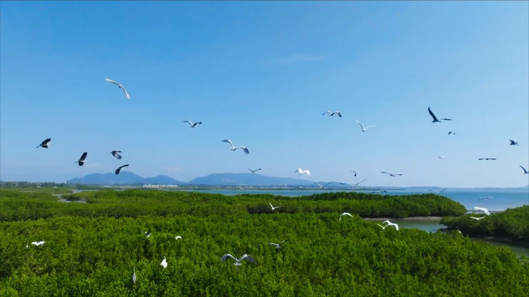 海南陵水红树林湿地公园展现“人与自然和谐共生”之美