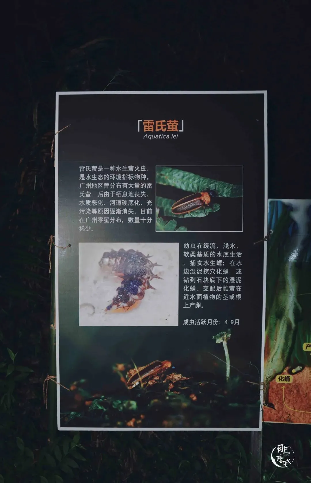 他们杀死了萤火虫?
