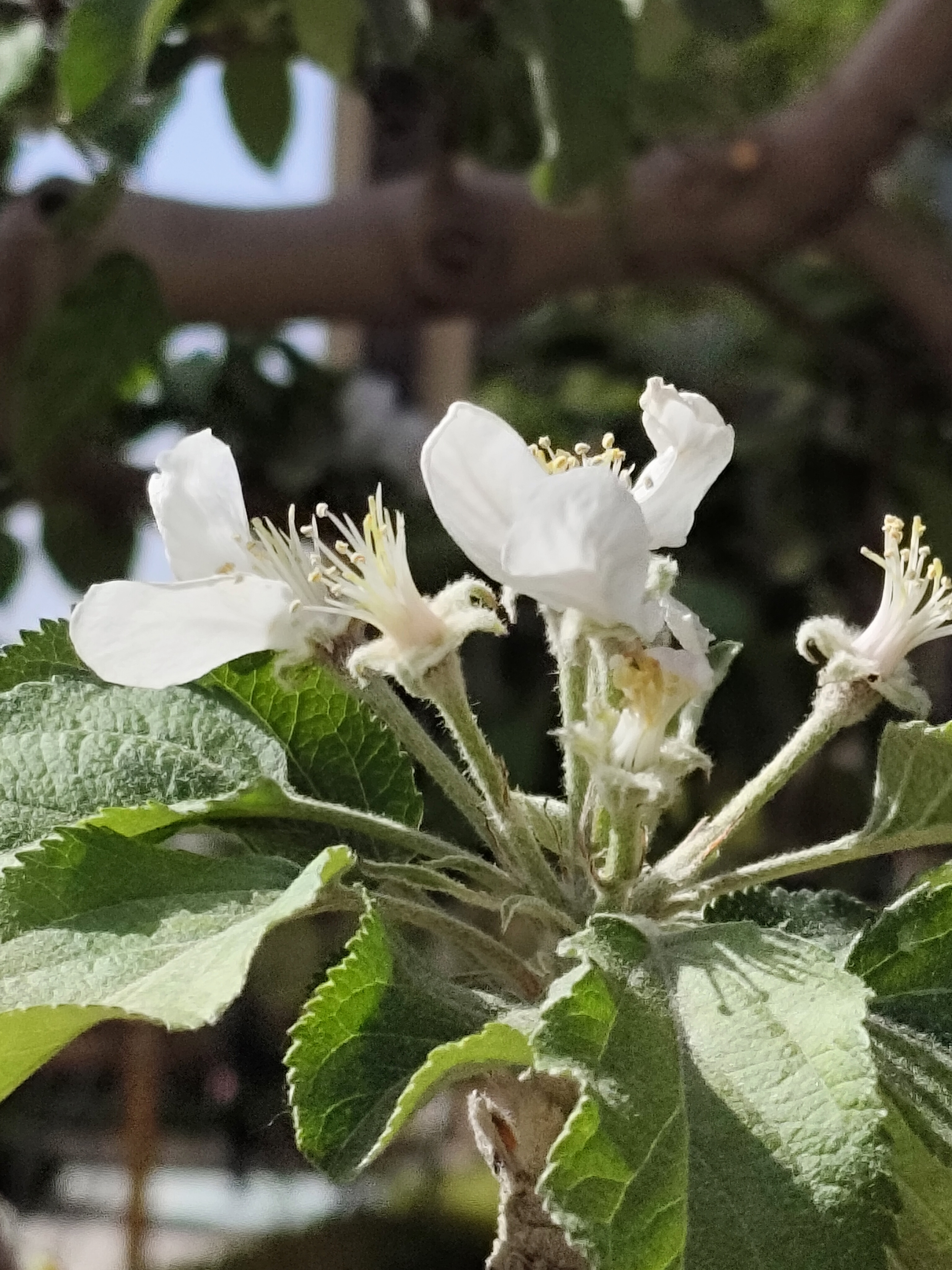 苹果花开幸福来【摄影吕卫东】