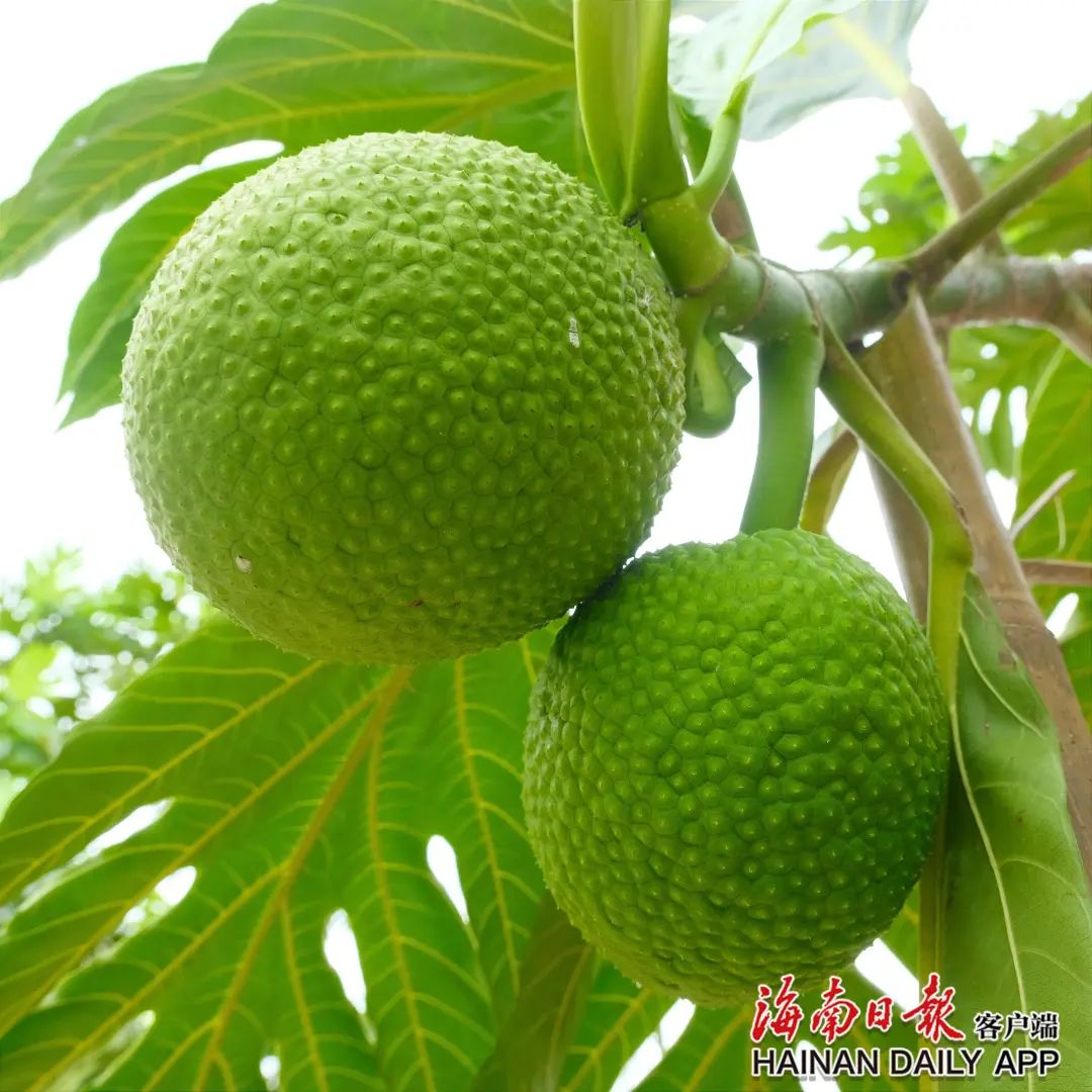 可以煎着吃的水果 万宁南桥镇首批面包果上市