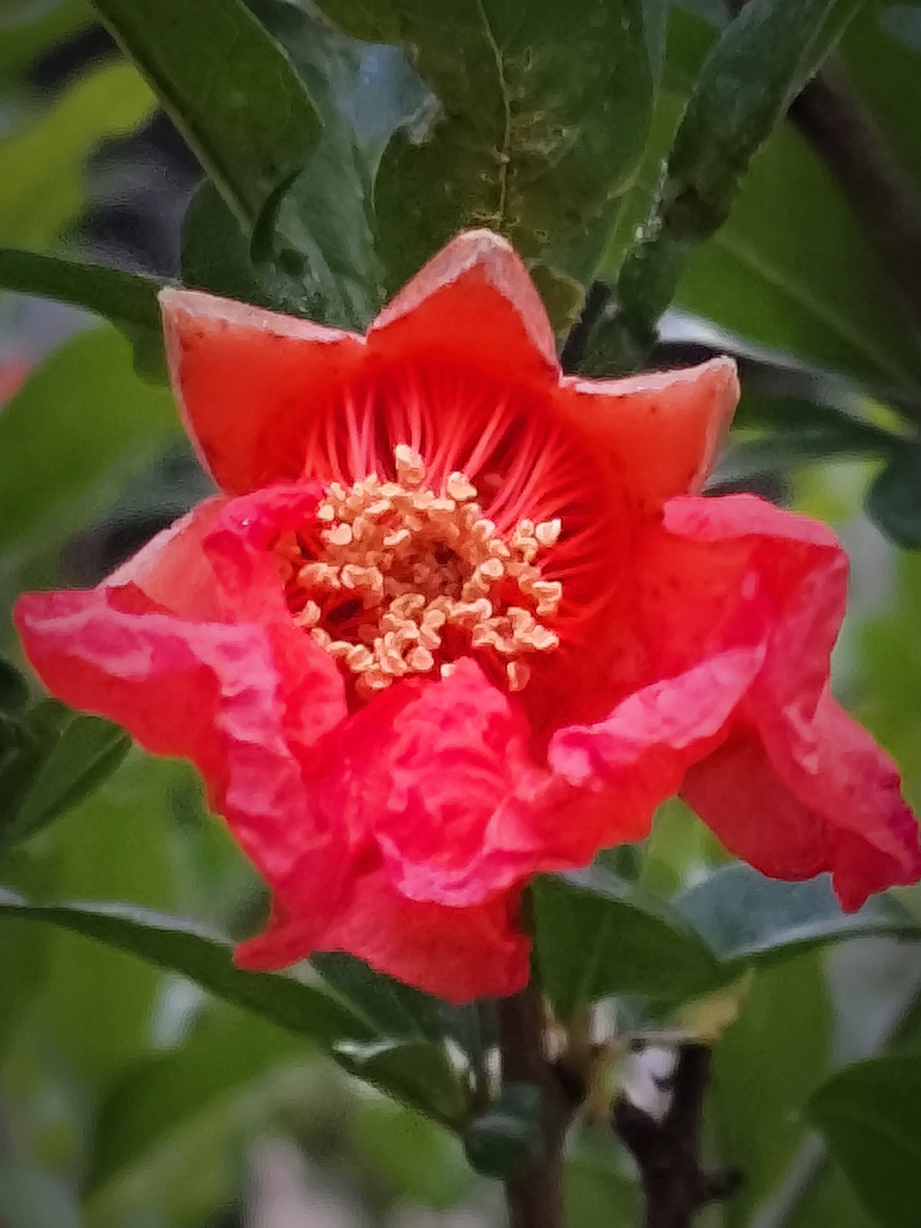 石榴花开【摄影吕卫东】