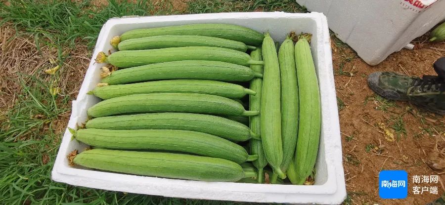 儋州农产品，出口迪拜！