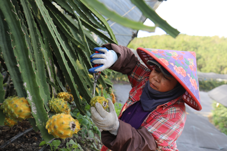 雨林美味在琼中：燕窝果成熟了