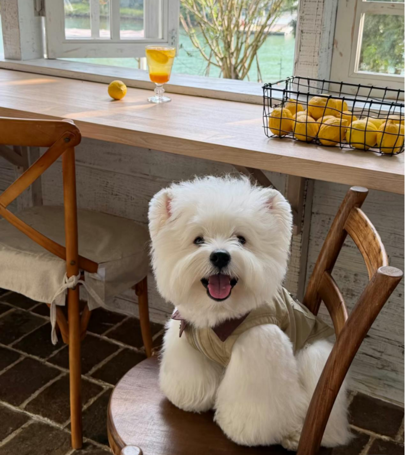 CKU认证犬舍行业竞争格局