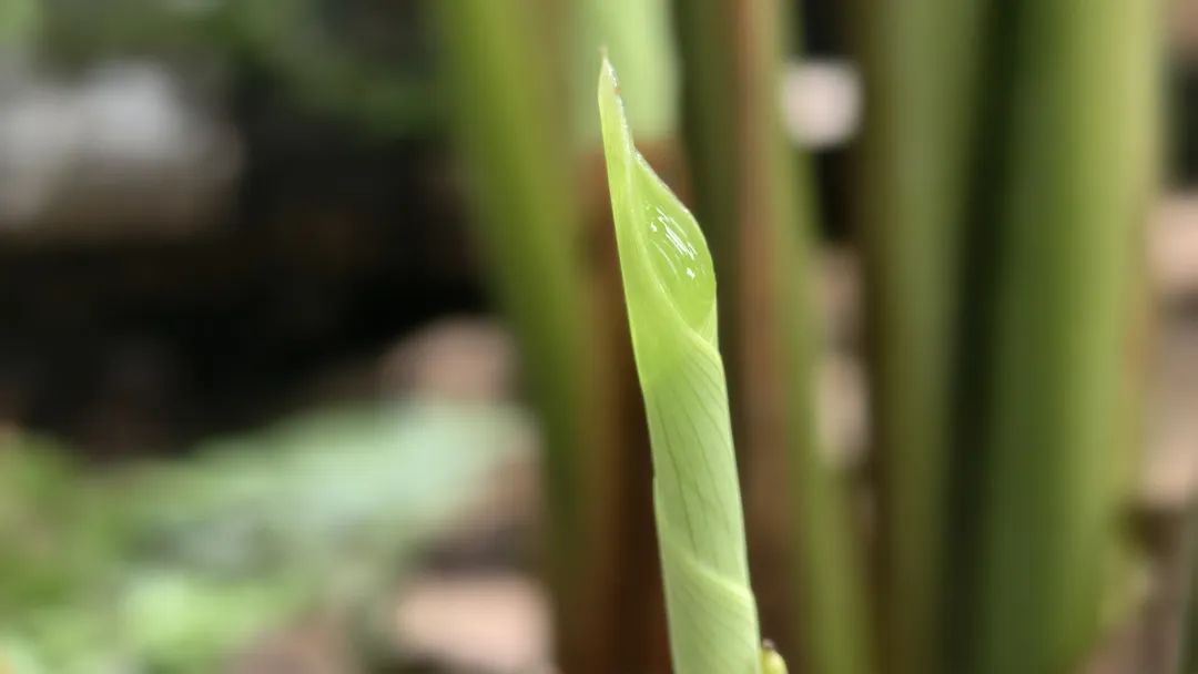 粽里寻根 | 粽叶吐新芽 山野添绿“衣”