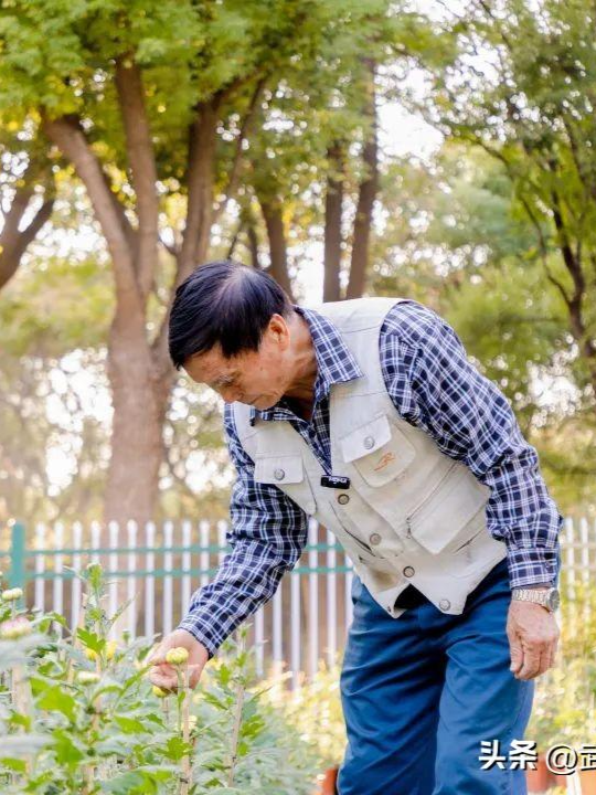 “一条龙”可开3000多朵菊花！他是武汉养菊“老司机”
