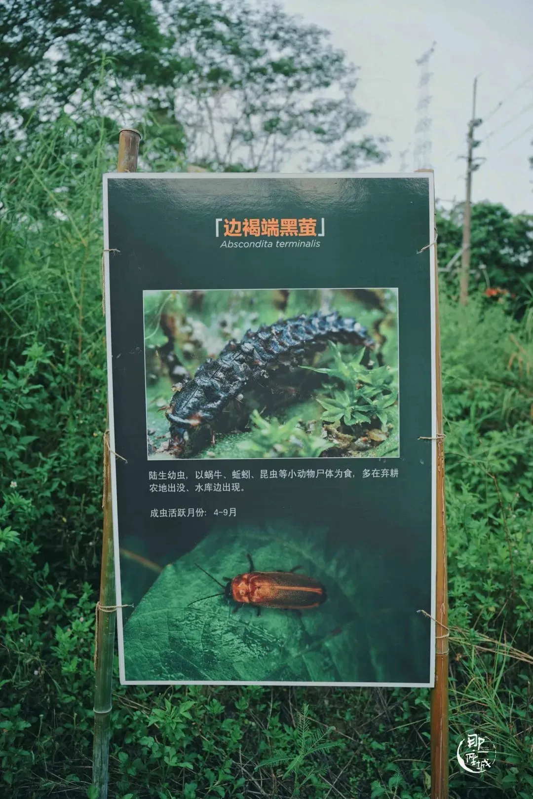 他们杀死了萤火虫?