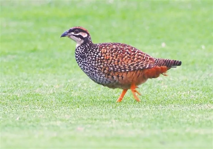 海南：野雉高鸣乡野间