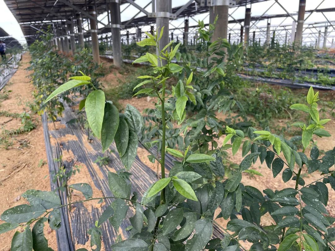万宁市后安镇：农光互补 开启药食同源特色蔬菜新篇章