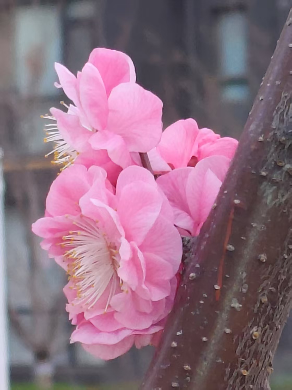 人面桃花相映红