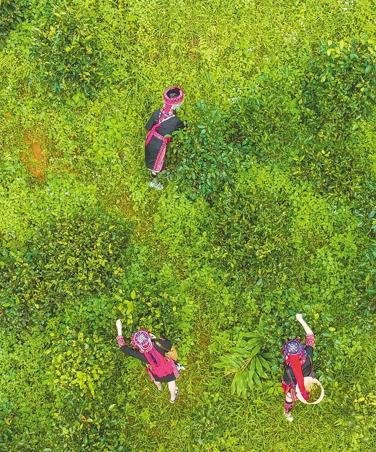 五指山大叶茶｜茶江湖中的海南“高手”，且看它亮招多点突围！