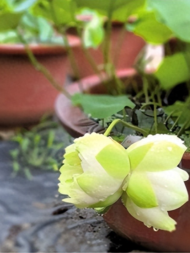 稀有并蒂莲花开武汉，今夏全城28处公园点位可赏荷