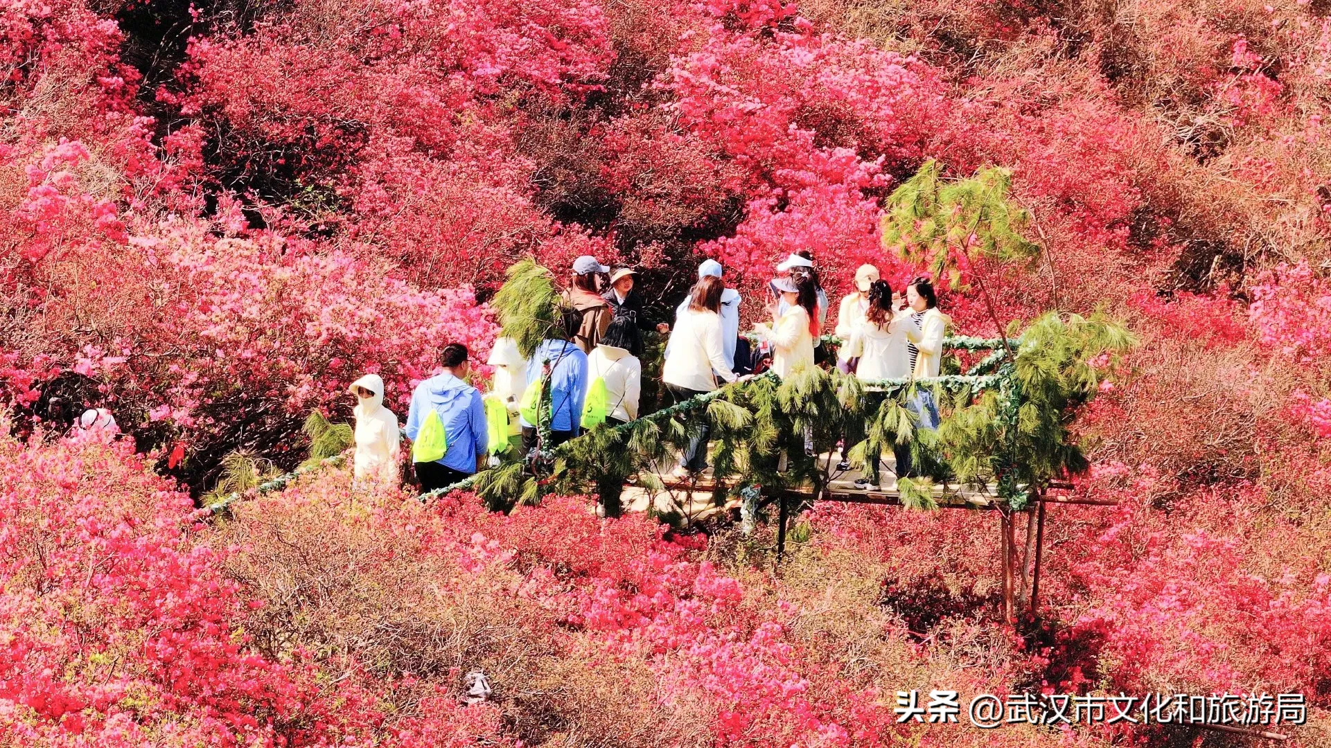 万亩杜鹃花迎春盛开 木兰云雾山迎来最佳赏花季