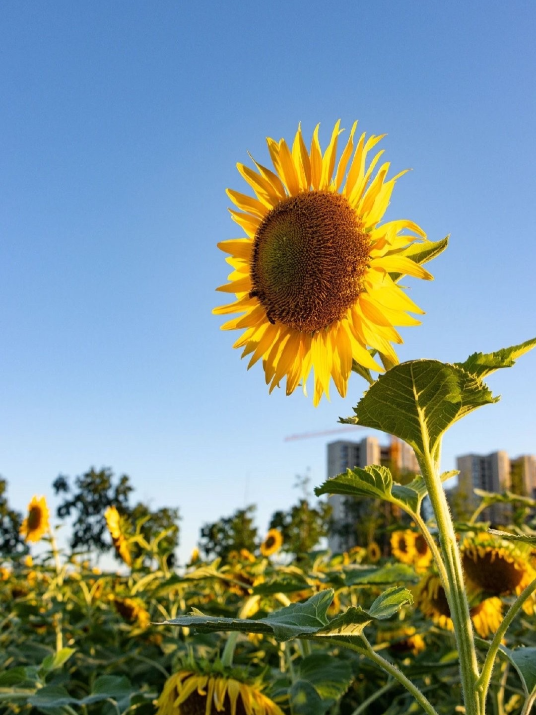 武汉赏花好去处 金色花海唤醒夏日晨光
