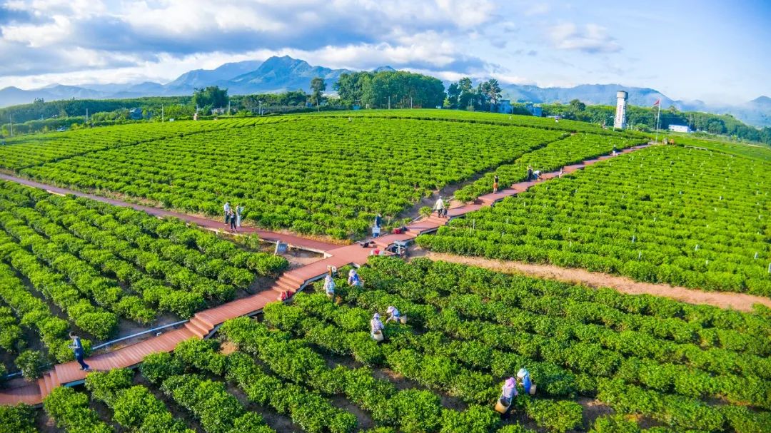 上新！白沙推出海南首款乌龙茶产品“白沙乌龙”