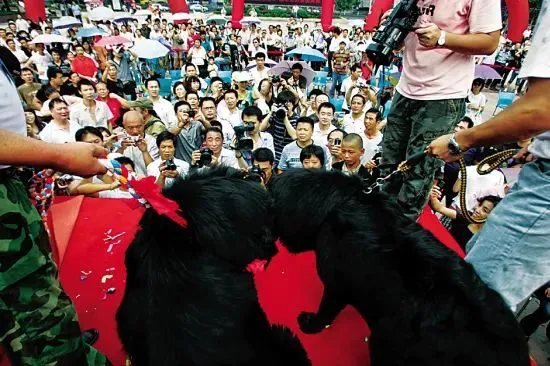 哭泣的藏獒:3000万一头的“神兽”,如今沦为火锅食材