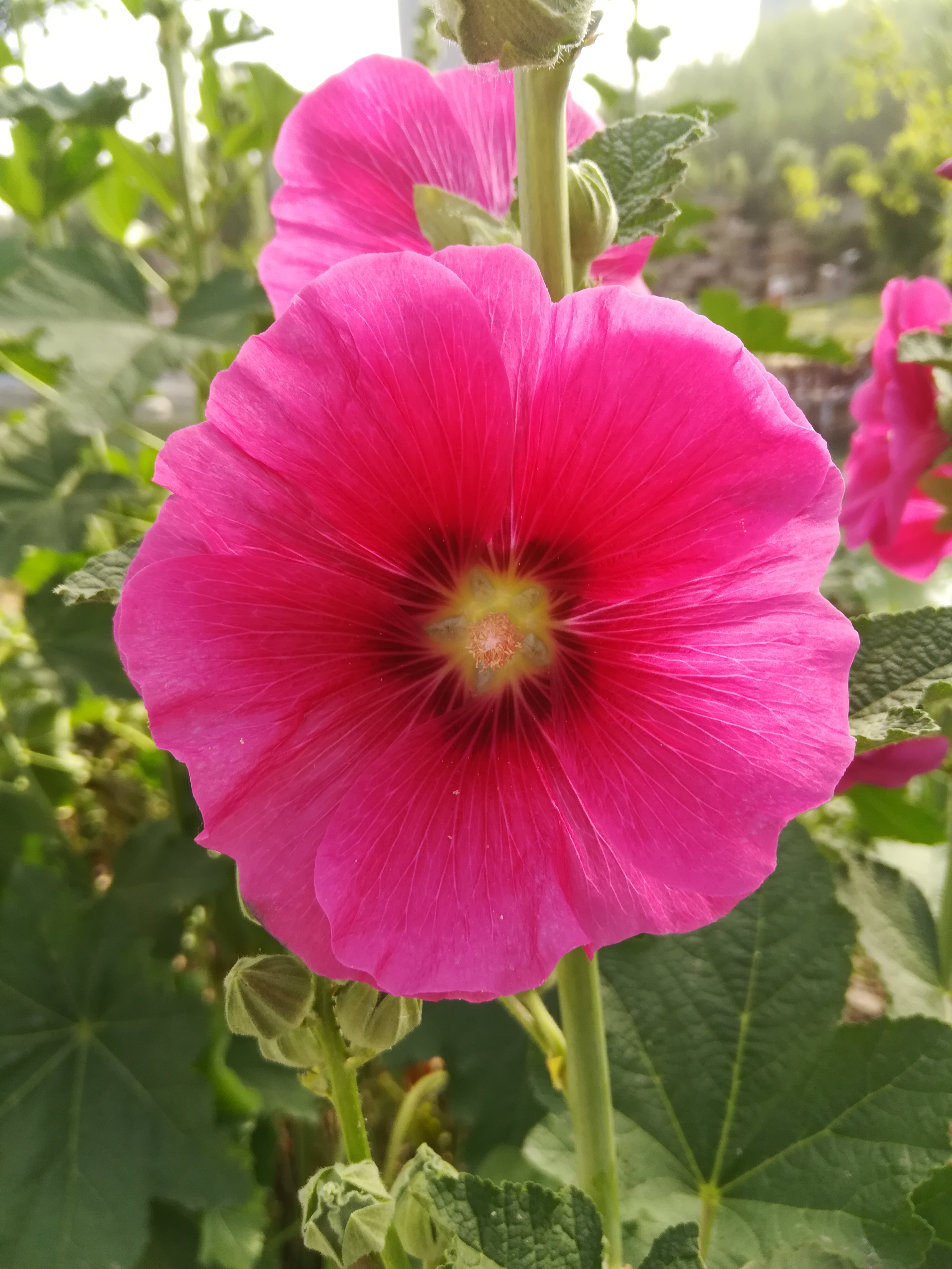 黄土塬上花儿红【摄影周春辉】
