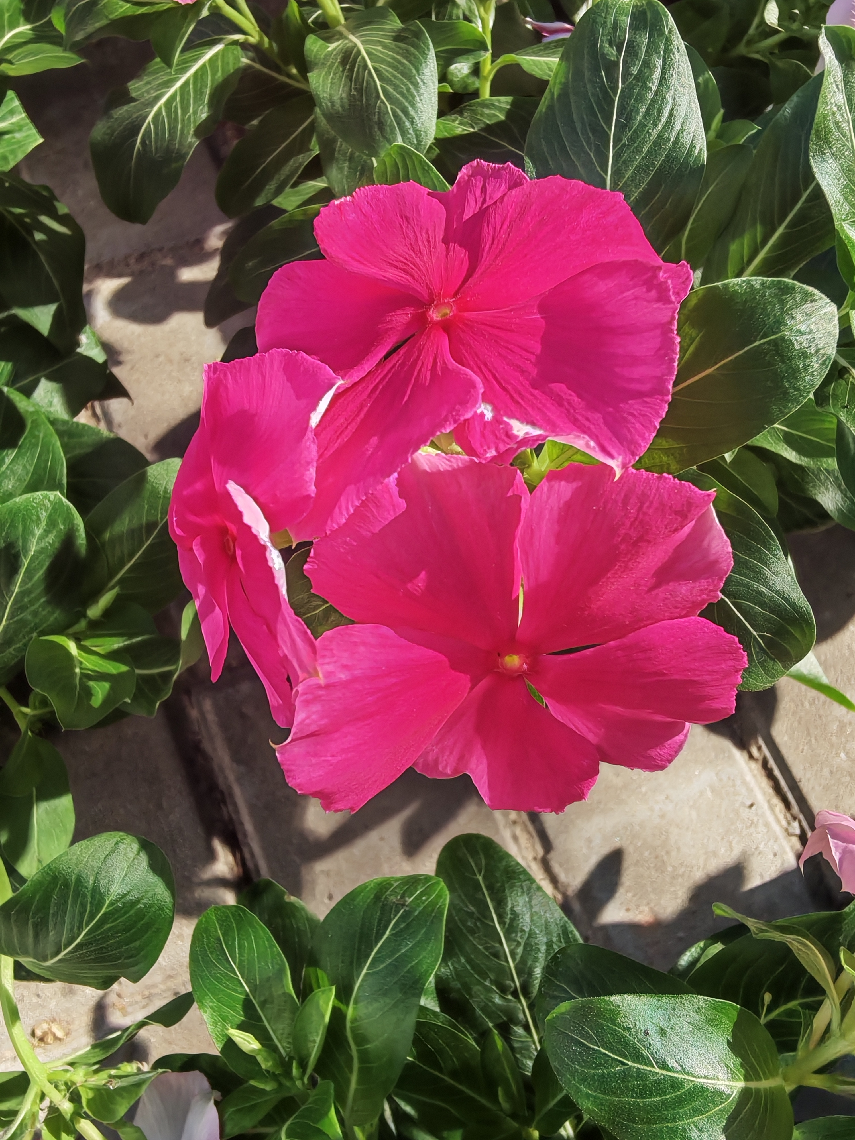 粉红色的花儿【摄影周春辉】