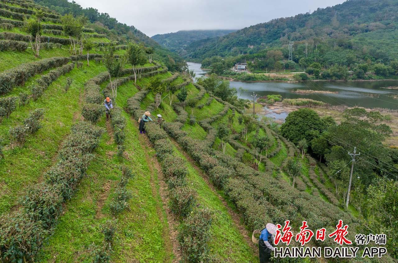 五指山水满乡早春茶采摘忙