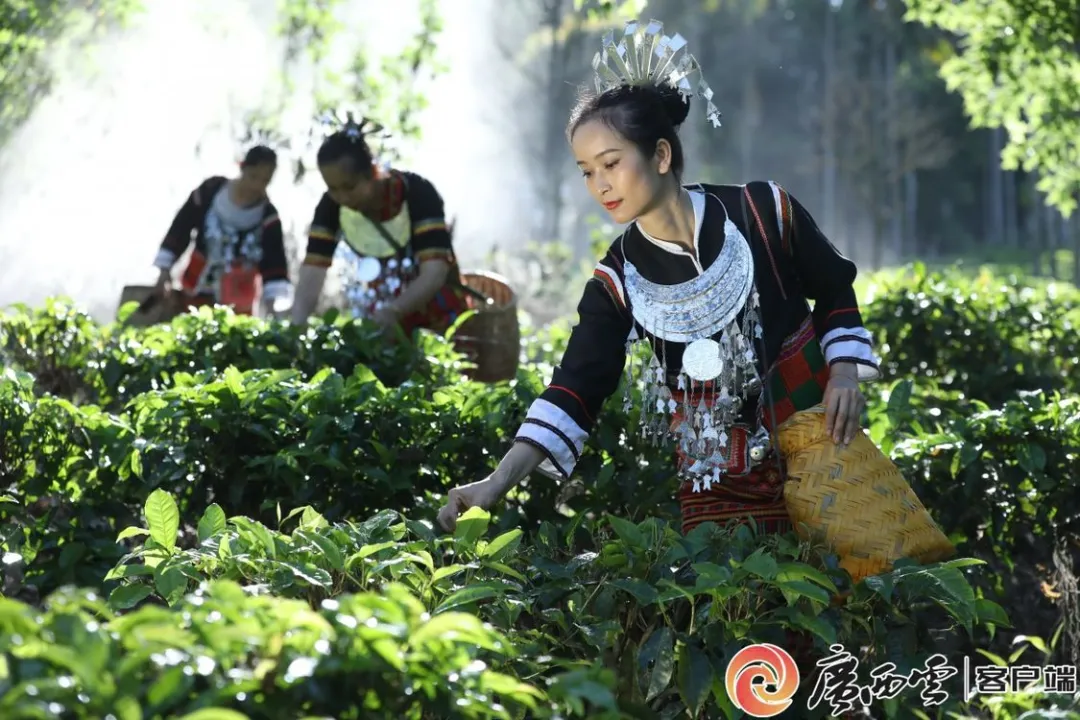 海南五指山大叶红茶：色如琥珀香四溢