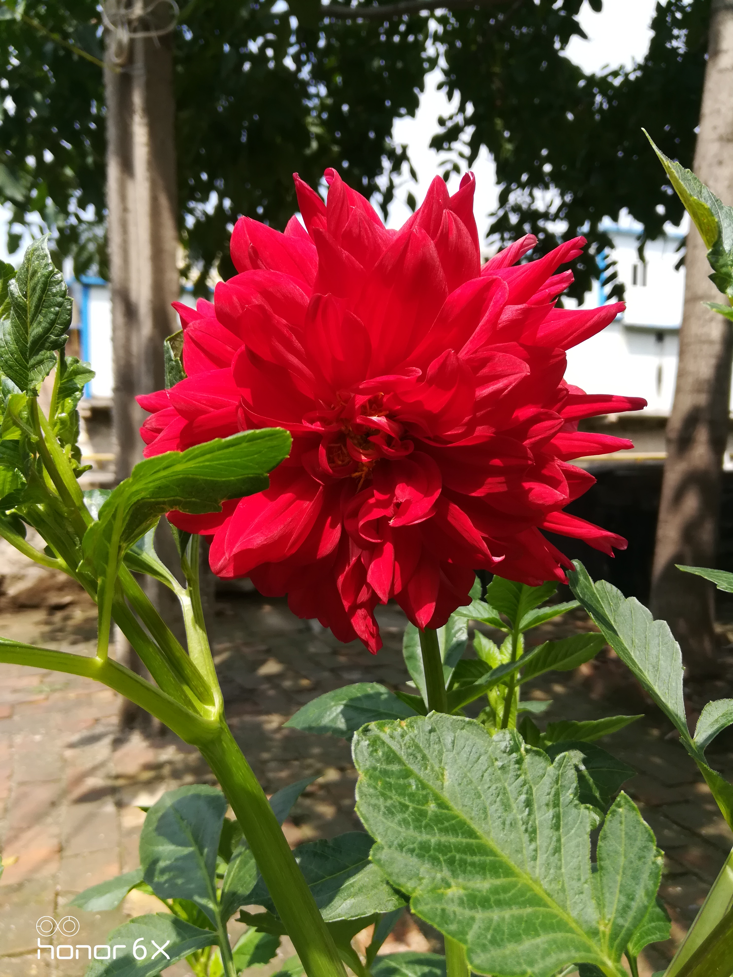 夏花盛开的时候