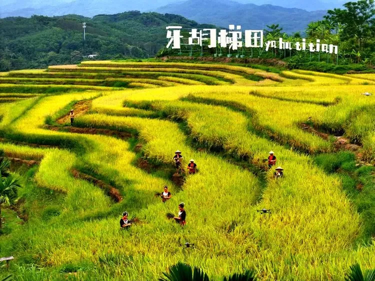 稻谷飘香！五指山牙胡梯田披上丰收新装