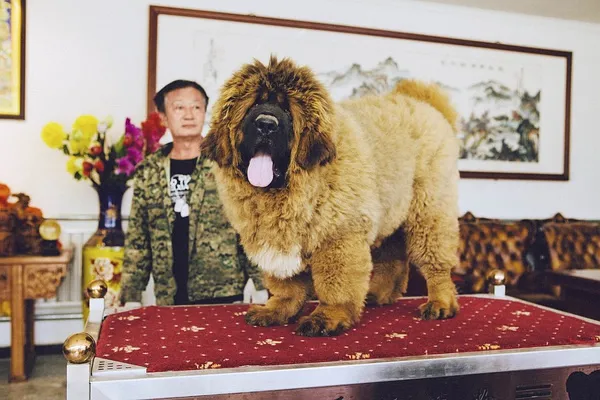 哭泣的藏獒:3000万一头的“神兽”,如今沦为火锅食材