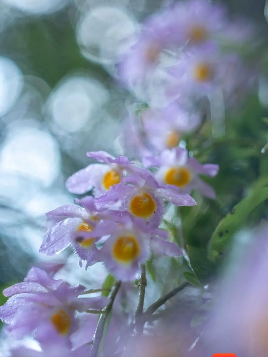 雨林芭蕾！五指山“粉紫精灵”美花石斛空中绽放