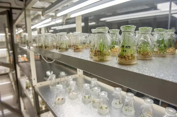 中央一号文件新提法！看椰城农业焕新升级