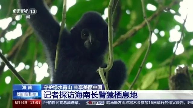 翻山越岭来看你！央媒探访海南长臂猿家族栖息地