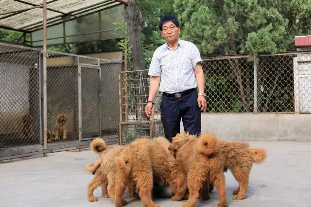 哭泣的藏獒:3000万一头的“神兽”,如今沦为火锅食材