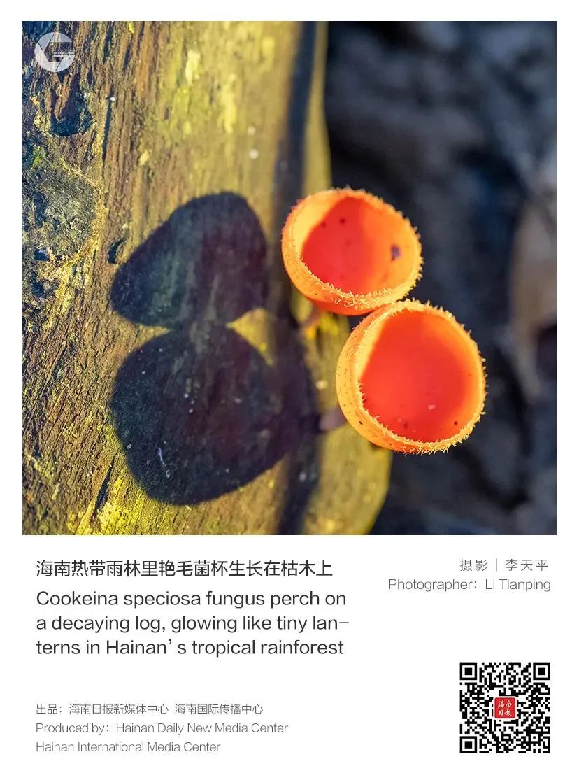 带你走进菌类宝藏世界！看“雨林美人”风范→
