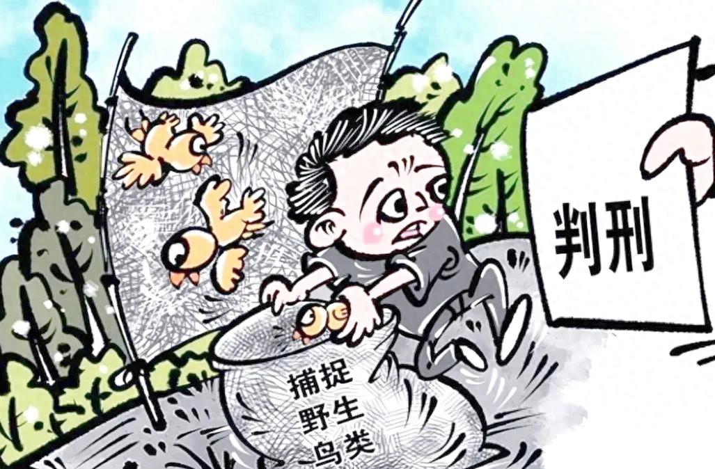 非法捕捉14只画眉鸟，5男子成“笼中鸟”