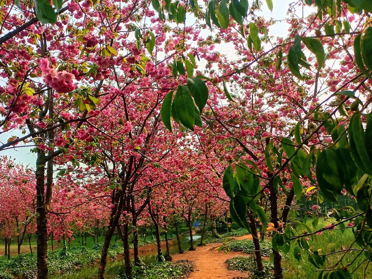 《满江红·校长群骑行万溪赏花颂》
