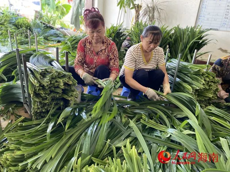 海南万宁：种下“金”叶子 过上好日子