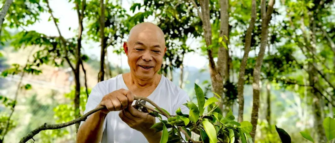 一颗香苗改变命运，官茂有为澄迈种源筑基
