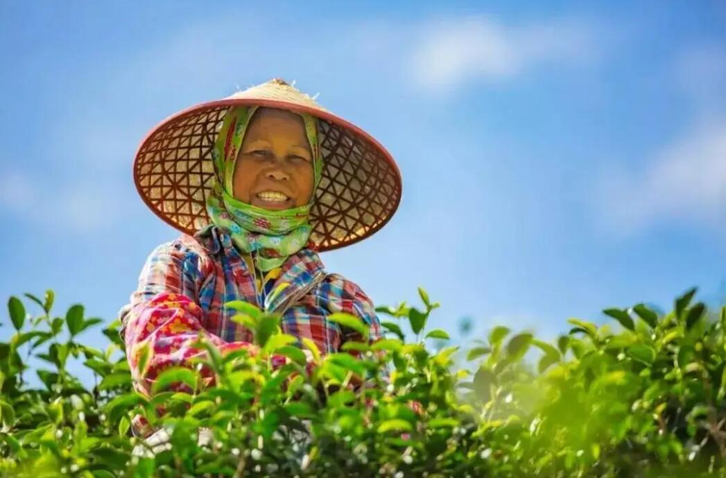 贺喜！五指山5家茶企荣登世界红茶产品质量推选名单！