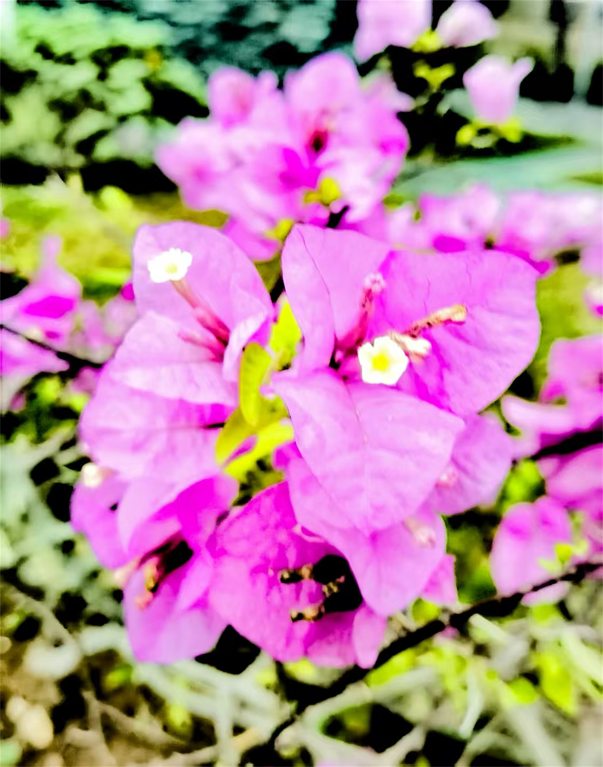 漂亮的花儿【摄影王耀林】
