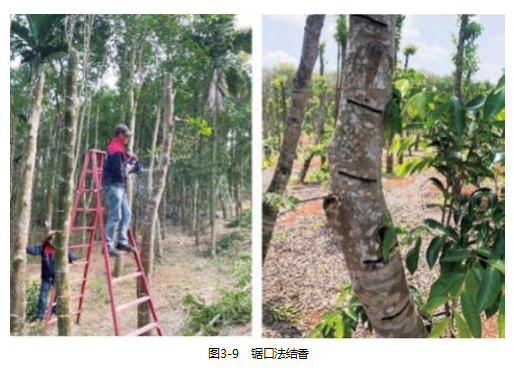 【连载】2024中国沉香产业发展报告第三章第二节 沉香结香（2）