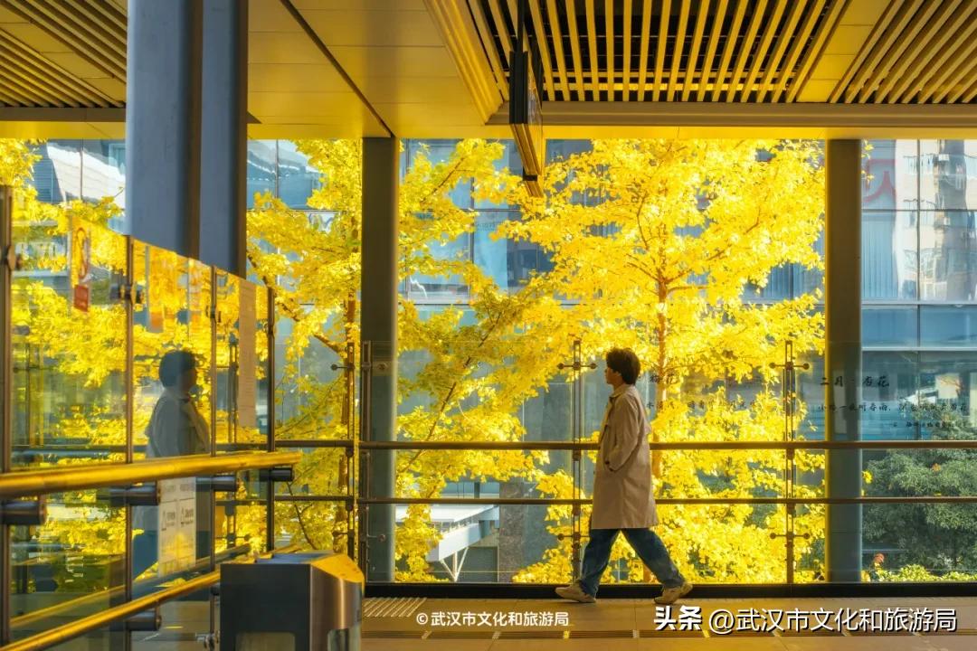限时绝美！武汉街头颜值巅峰，地铁直达